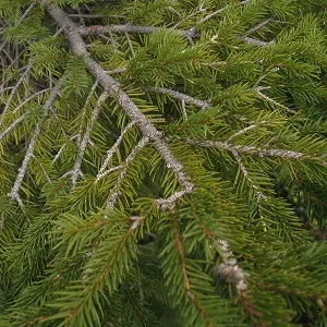 Хвойные опилки оптом в Сургуте купить - оперативная доставка по всей России