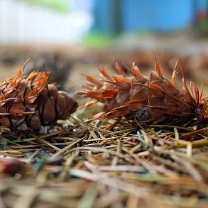 Хвойные опилки оптом в Сургуте от завода-производителя Лигнум Ресурс