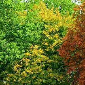 Лиственные опилки оптом в Сургуте купить - оперативная доставка по всей России