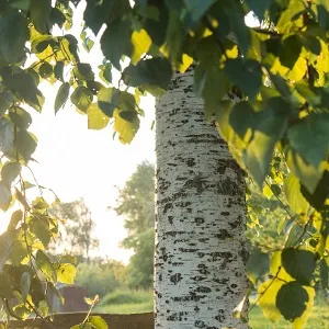 Опилки березовые оптом в Сургуте купить - оперативная доставка по всей России