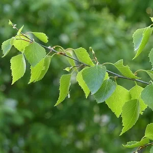 Опилки березовые оптом в Сургуте от завода-производителя Лигнум Ресурс