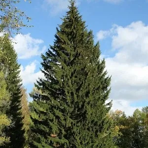 Еловые опилки оптом в Сургуте купить - оперативная доставка по всей России