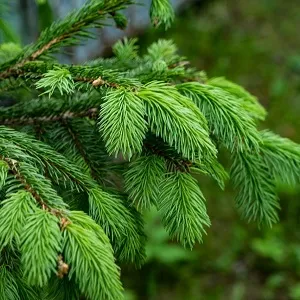 Еловые опилки оптом в Сургуте от завода-производителя Лигнум Ресурс