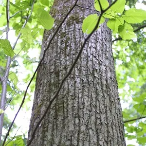 Опилки липовые оптом в Сургуте купить - оперативная доставка по всей России