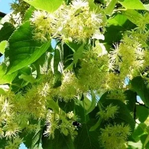 Опилки липовые оптом в Сургуте от завода-производителя Лигнум Ресурс