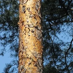 Сосновые опилки оптом в Сургуте купить - оперативная доставка по всей России