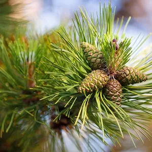 Сосновые опилки оптом в Сургуте от завода-производителя Лигнум Ресурс