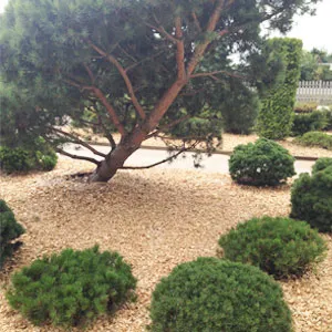 Хвойная щепа оптом в Сургуте купить - оперативная доставка по всей России